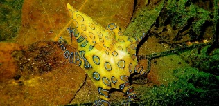 Blue-ringed-octopus