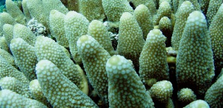 Finger-coral