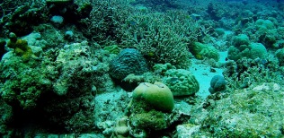 Garden reef