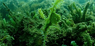 Gosh pipe horse fish