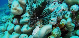 Lion fish