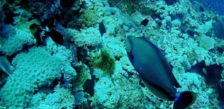 Parrot fish