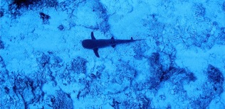 Shark tipblack