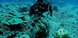 Tridacna gigante