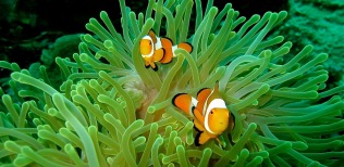 false-clownfish-blue-ribbon