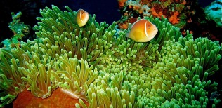 pink anemonefish