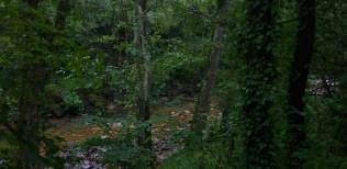 Bosque-galeria-Asturias