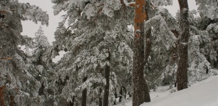Bosque-nevado-II