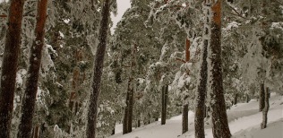 Bosque-nevado.-P.N.-Guadarrama