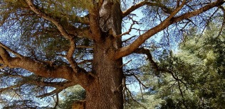 Cedro-centenario-Atlas-Marruecos