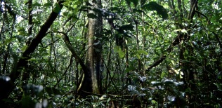 Kibale-jungle-Uganda