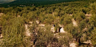 Olivares-de-la-Acena-La-Loma-Jaen