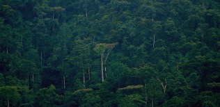 Rainforest-Congo