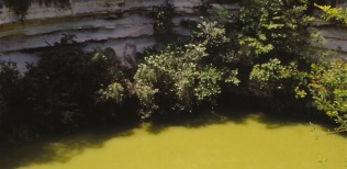 Selva-del-Yucatan