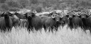 Bufalos-en-la-sabana