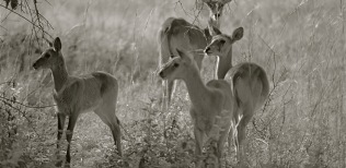 Familia-de-impalas