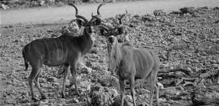 Kudus-de-Etosha