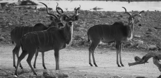 Kudus