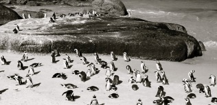 Pinguinos-del-cabo
