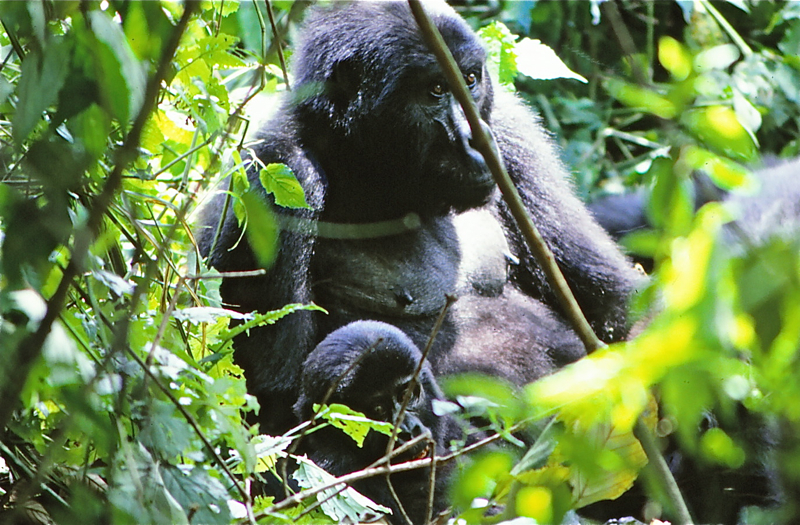 Gorilas en la selva