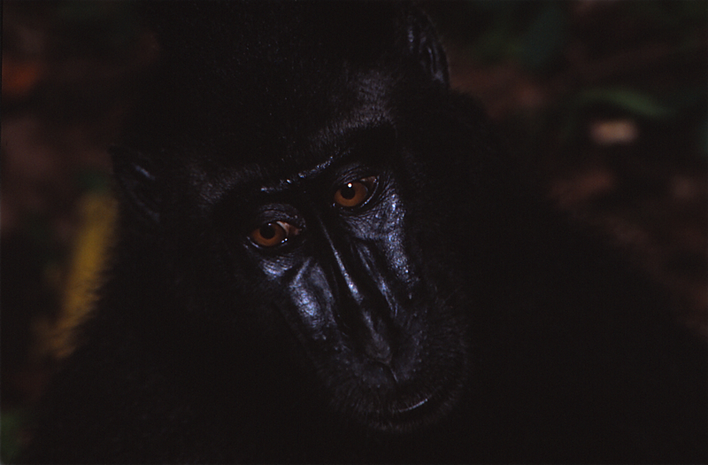 Macaco negro