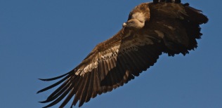 Buitre-leonado-en-vuelo
