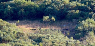 Lobos-en-el-claro