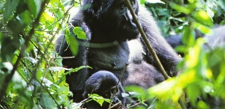 Gorilas en la selva