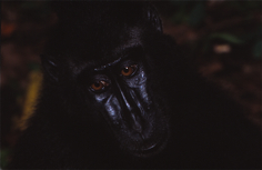 Macaco negro